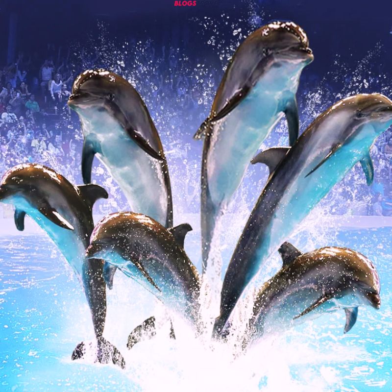 Explore Best Time To Visit Dubai Dolphinarium
