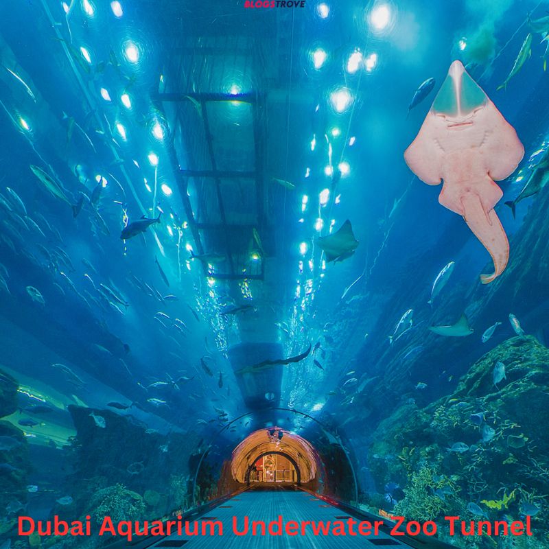 Explore Dubai Aquarium Underwater Tunnel