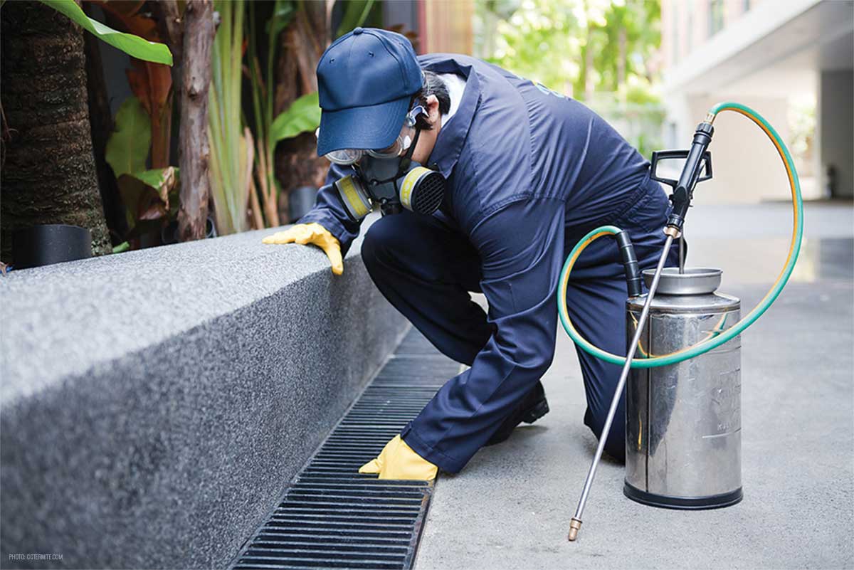 Professional Pest Control Services Could Save You Money