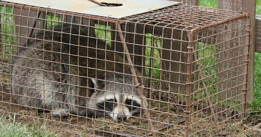 Texas Wildlife Removal Services: Effective Solutions For Safe And Humane Animal Control