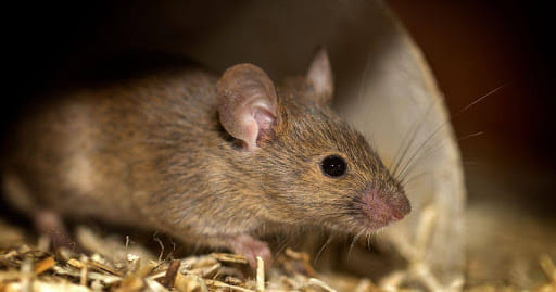 Signs Of Rat Infestation: Key Indicators To Protect Your Property