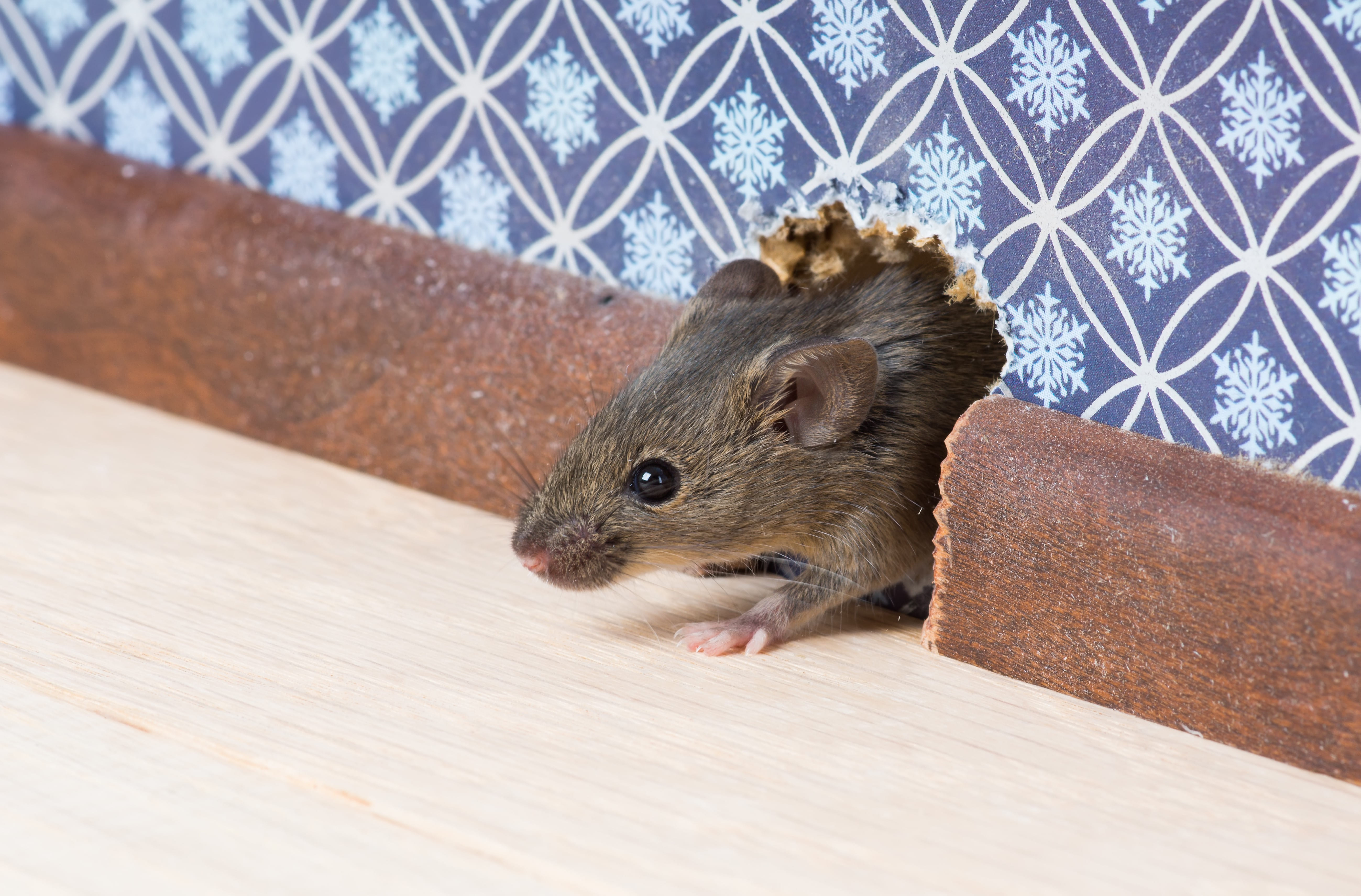 A Holistic Approach To Rodent Control: Tips For A Rodent-Free Home