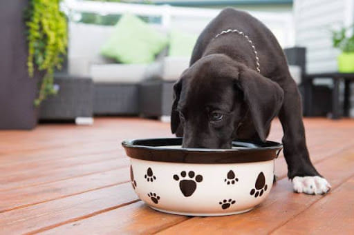How To Choose The Right Dog Food For Your Dog�s Age And Breed?