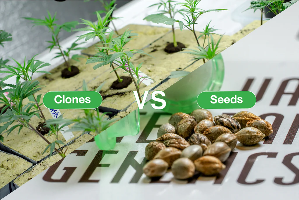 The Debate Between Cannabis Seeds And Clones: A Grower�s Perspective