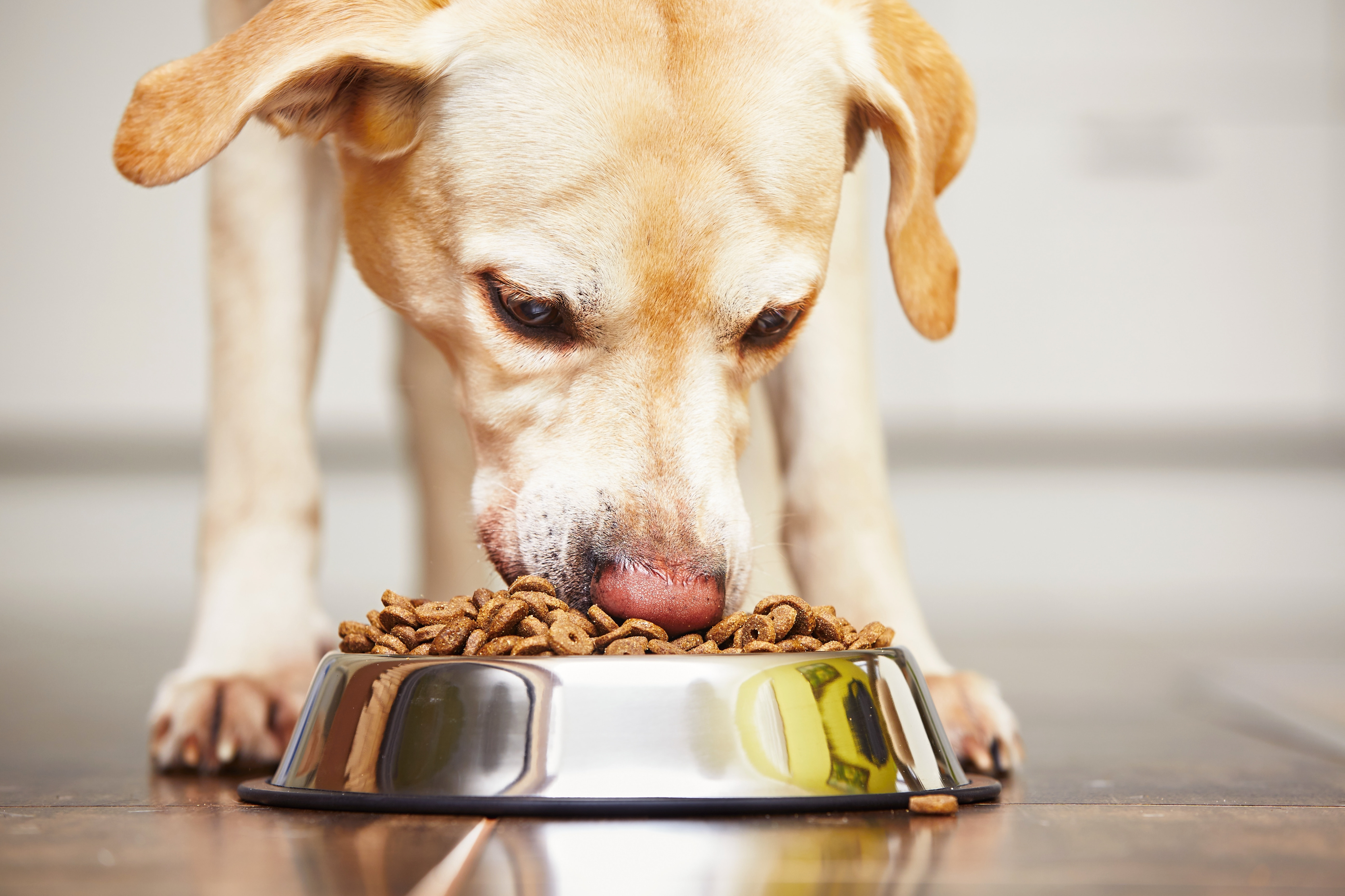 Debunking Common Myths About Raw Dog Food