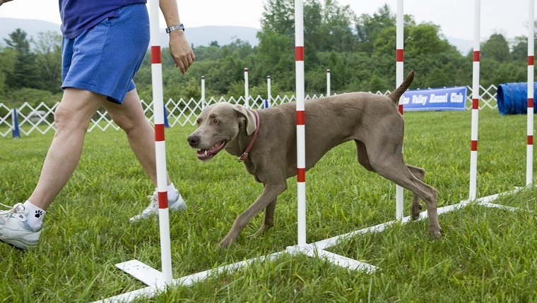 Top 3 Effective Dog Training Methods For 2025