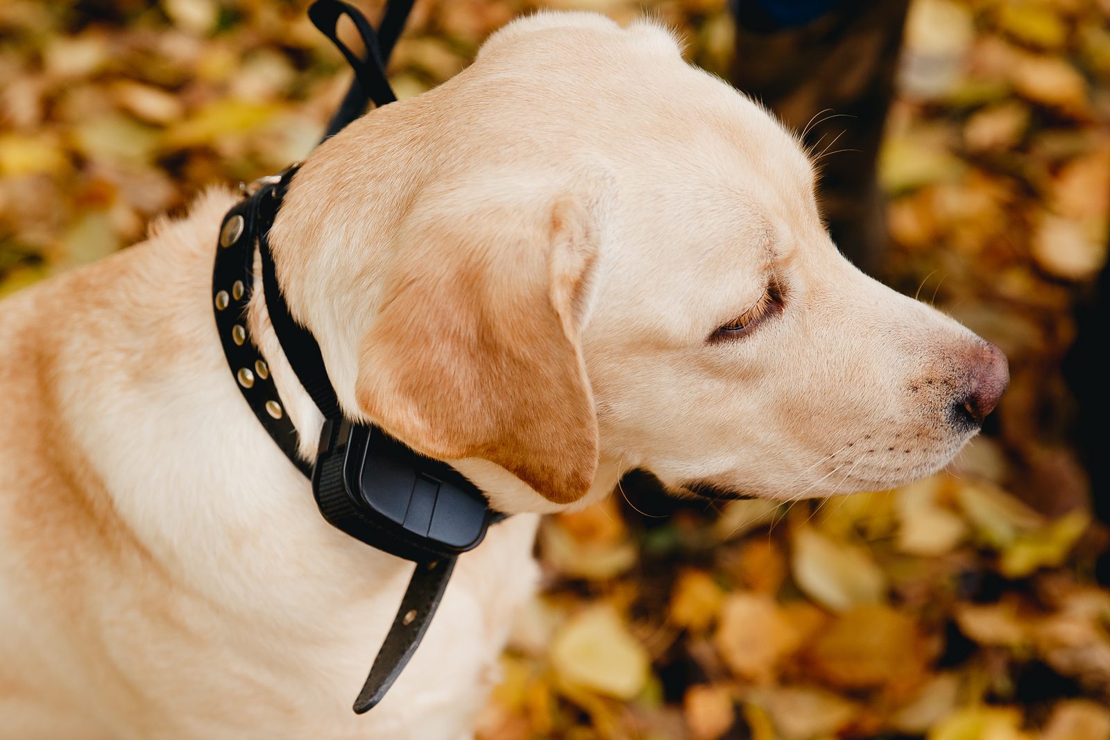 Electric Dog Collars: Myths, Misconceptions, And Proper Use