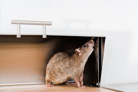 Rodent-Proofing Your Home: Practical Steps For Long-Term Protection