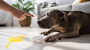 The Hidden Dangers Of Pet Waste And Why Regular Cleanup Matters