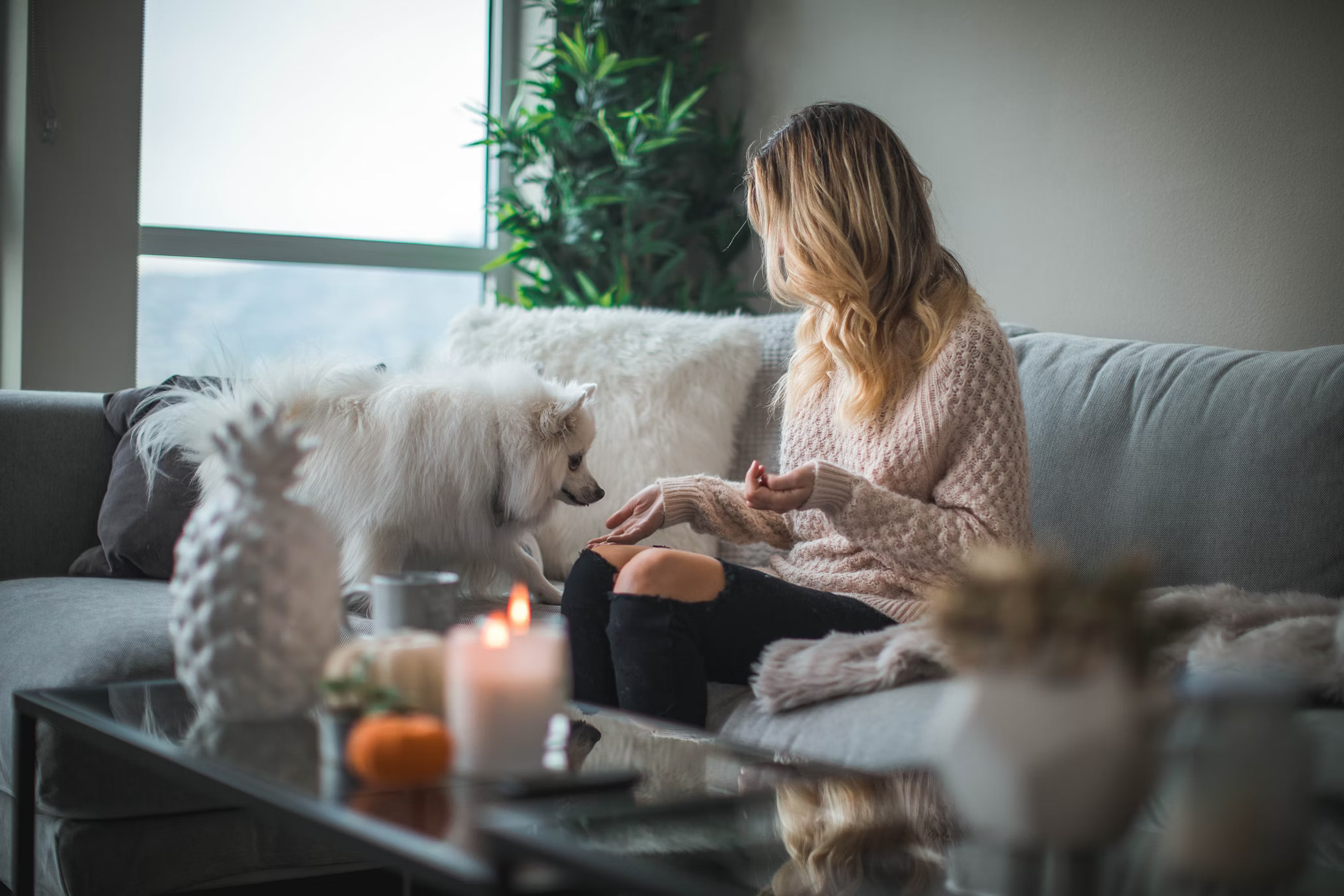 Six Essentials That Make Life Easier For Pet Owners