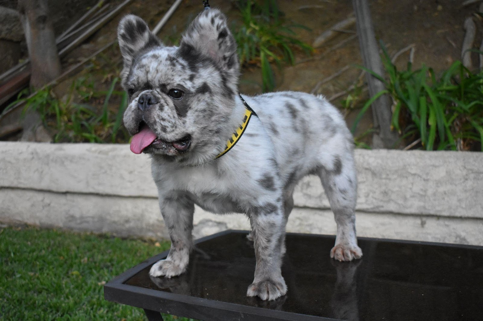 What Is A Fluffy Frenchie