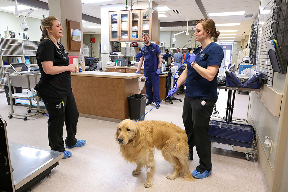 Vet Tech Vs. Vet Assistant: Responsibilities, Skills, And Career Outlook