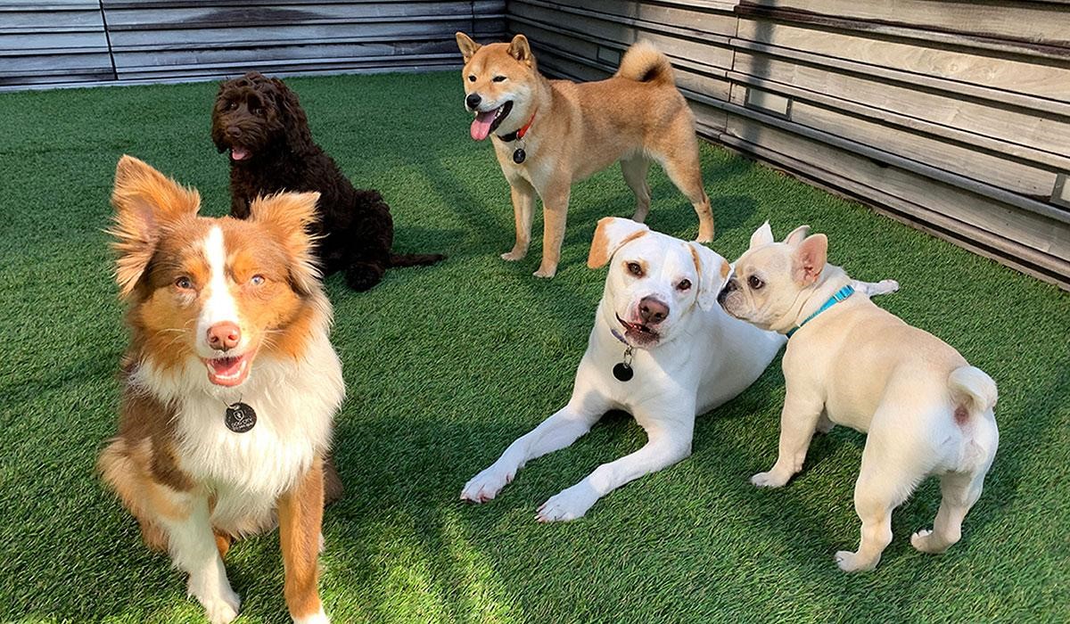 How To Socialize Your Puppy Safely During The Critical Period