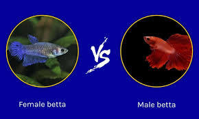 Female Betta Fish For Sale – A Wide Variety To Choose From