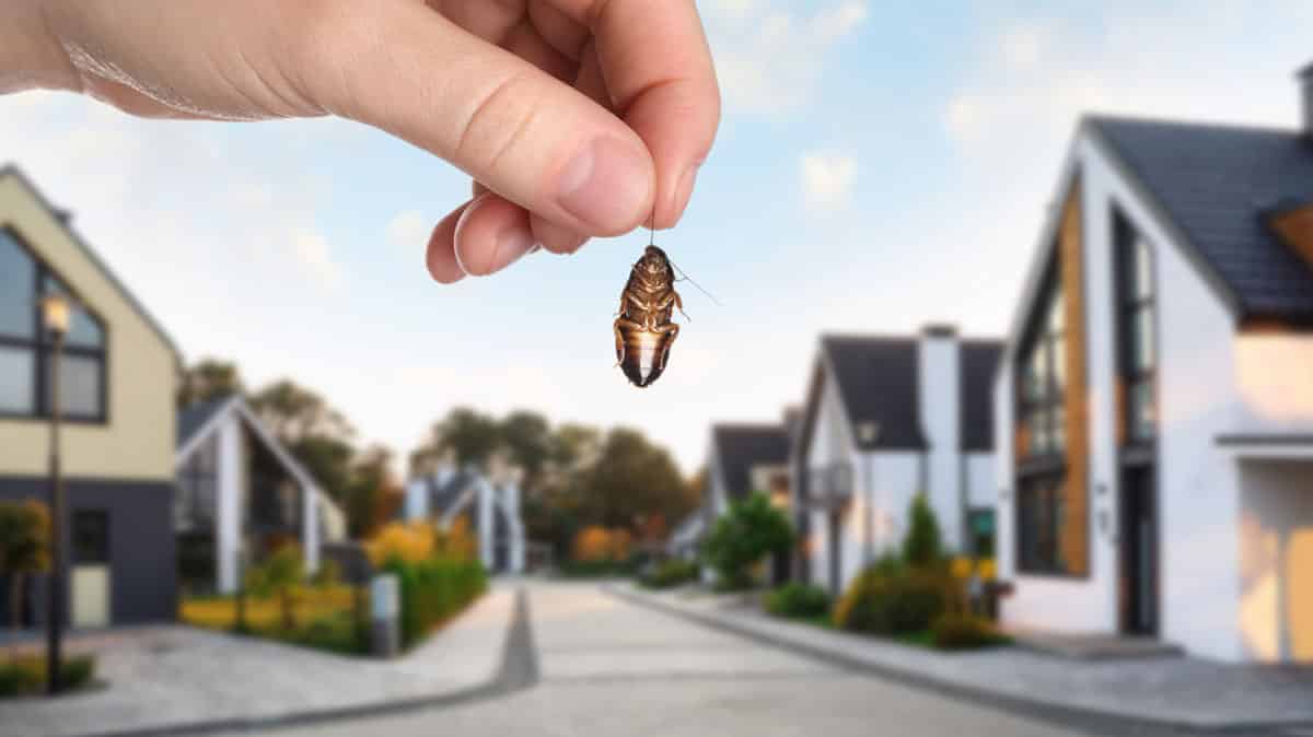 How To Keep Pests Out Of Your Perth Home