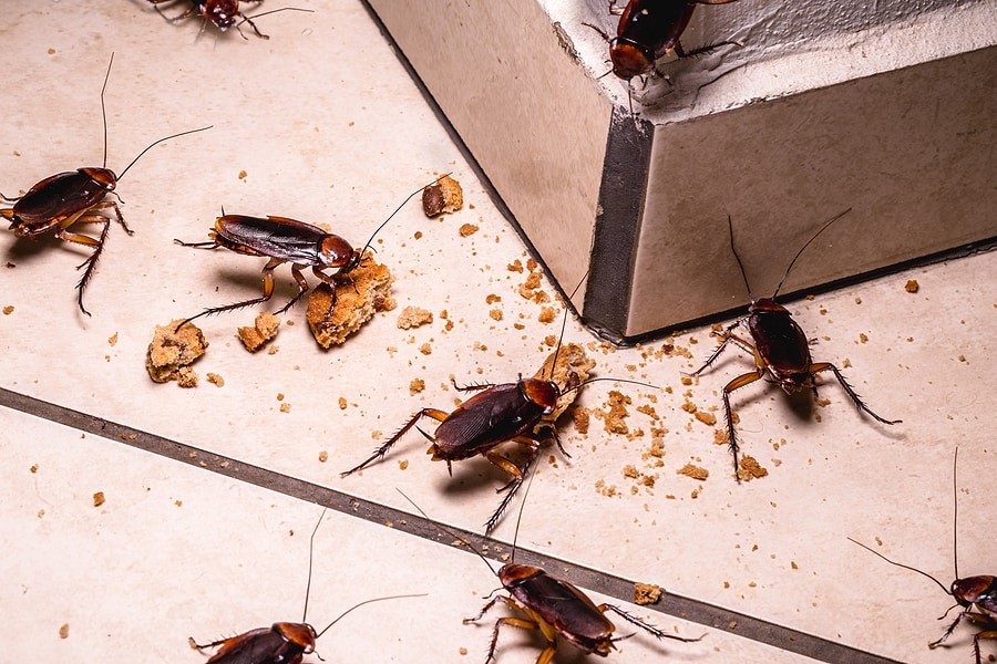 How To Prevent Cockroaches: Top Roach Control Tips For Every Home