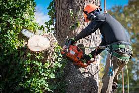 How To Find Reliable Tree Removal Services Near You