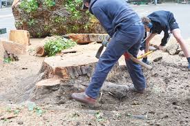 Clearing The Way For A Healthier Landscape Through Effective Tree Stump Management