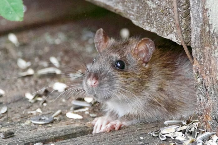 Hidden Hazards: What That Scratching In The Walls Could Really Mean