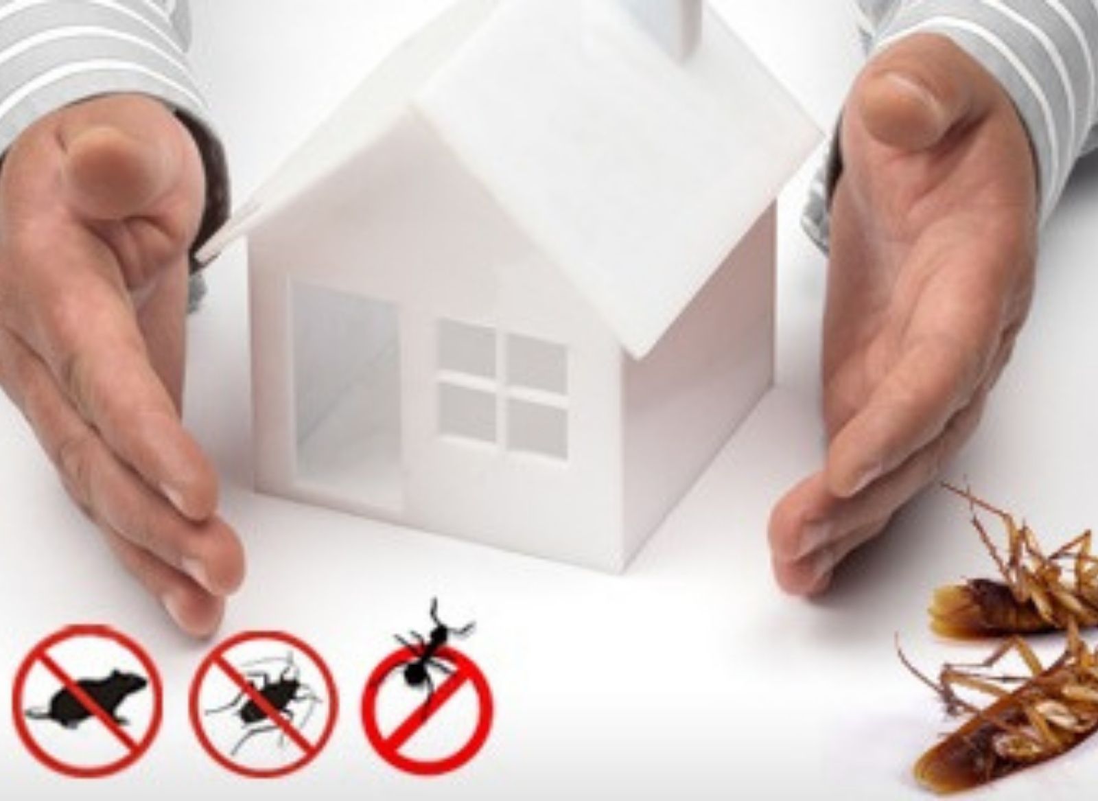 Pest Control Psychology: Understanding The Habits Of Household Invaders