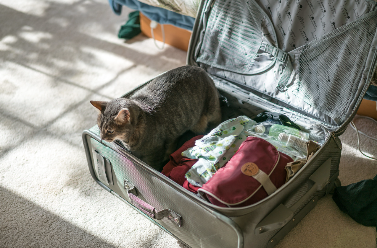 The Ultimate Guide To Stress-Free Travel With Your Cat
