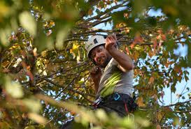 Essential Tree Trimming Services For A Healthy Yard