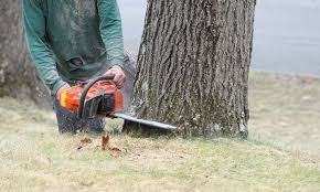 When Is Tree Removal Necessary?