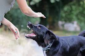 Dog Bite Lawsuit Guide 2024