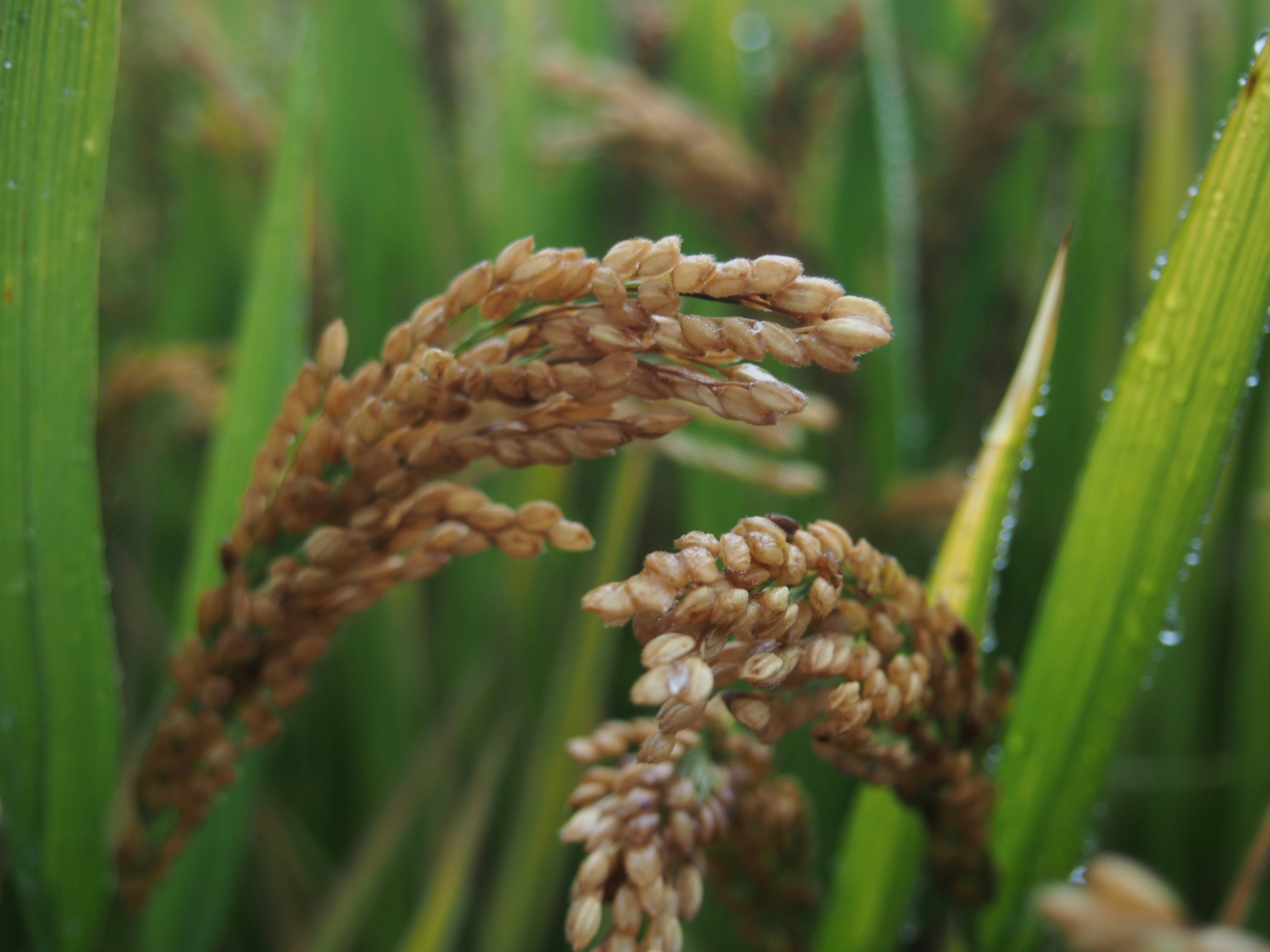 Eco-Friendly Eating: Why Organic Hulled Millet Supports Sustainable Living