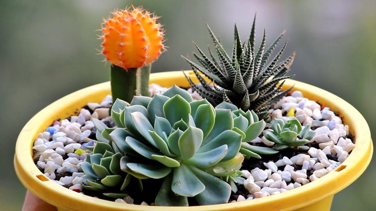 Do Succulents Need Direct Sunlight? A Down-to-Earth Guide
