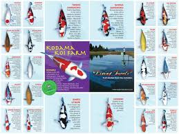 Koiranruoka Types And Their Benefits Explained Simply