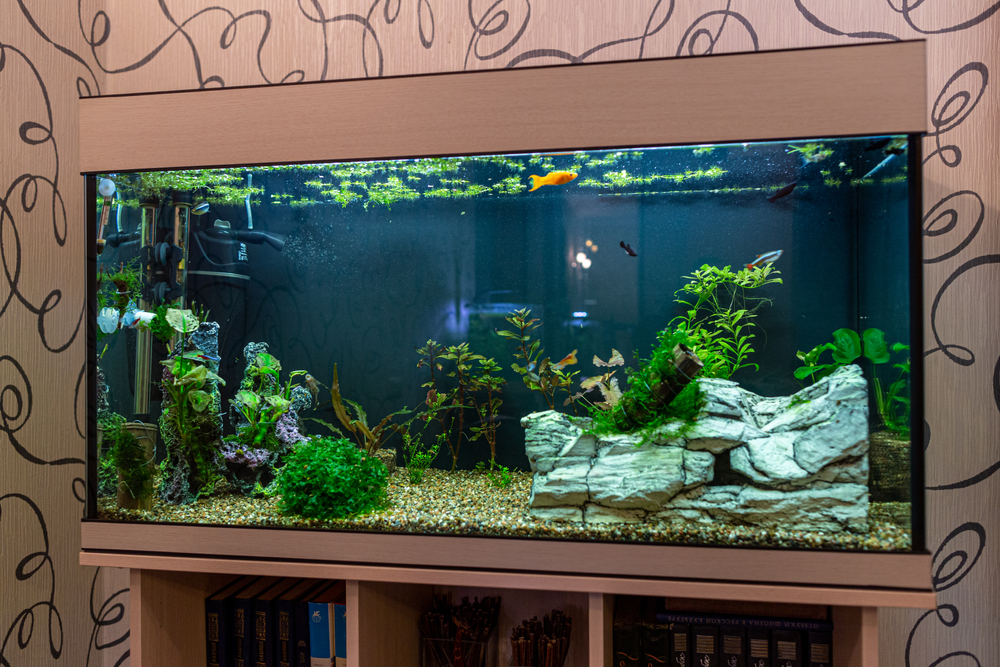 Buy Aquarium Tank Fish Online: Healthy Saltwater Species In Stock Now