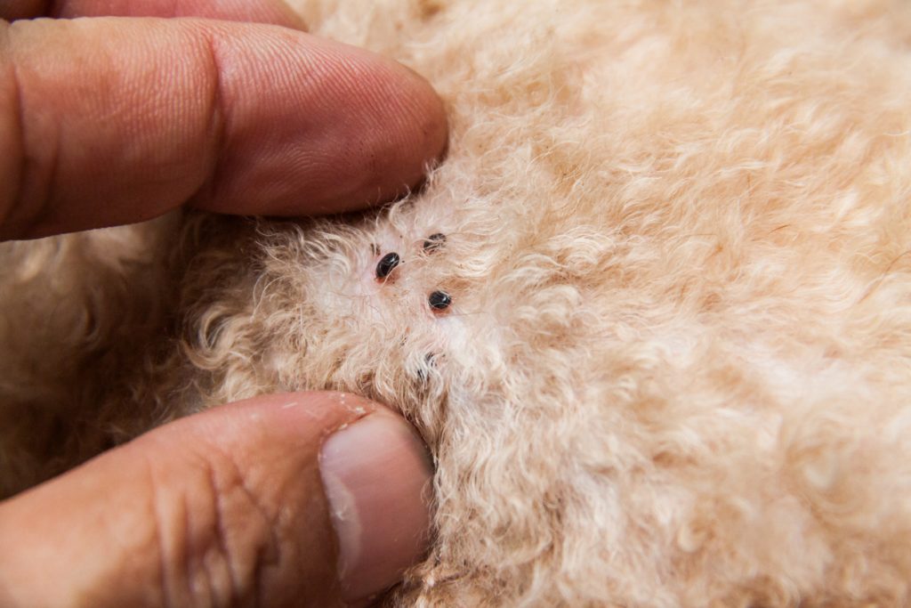 How Long Can Fleas Live Without A Host In Your Home?