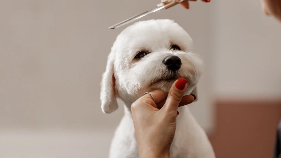 More Than A Makeover: Why Dog Grooming Impacts More Than Just Looks