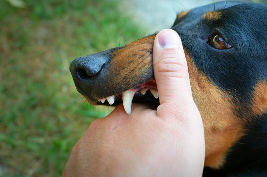 The Role Of Owner Negligence In Dog Bite Injury Cases