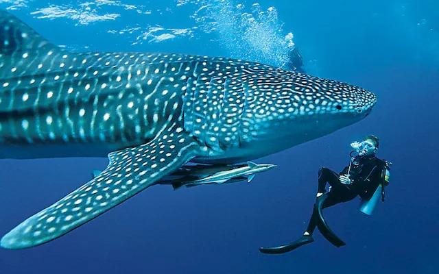 Swimming With Whale Sharks In The Maldives: A Complete Guide To The Ultimate Ocean Encounter