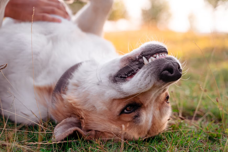 The Importance Of Mobile Dog Teeth Cleaning: Keeping Your Furry Friend's Smile Healthy And Brigh