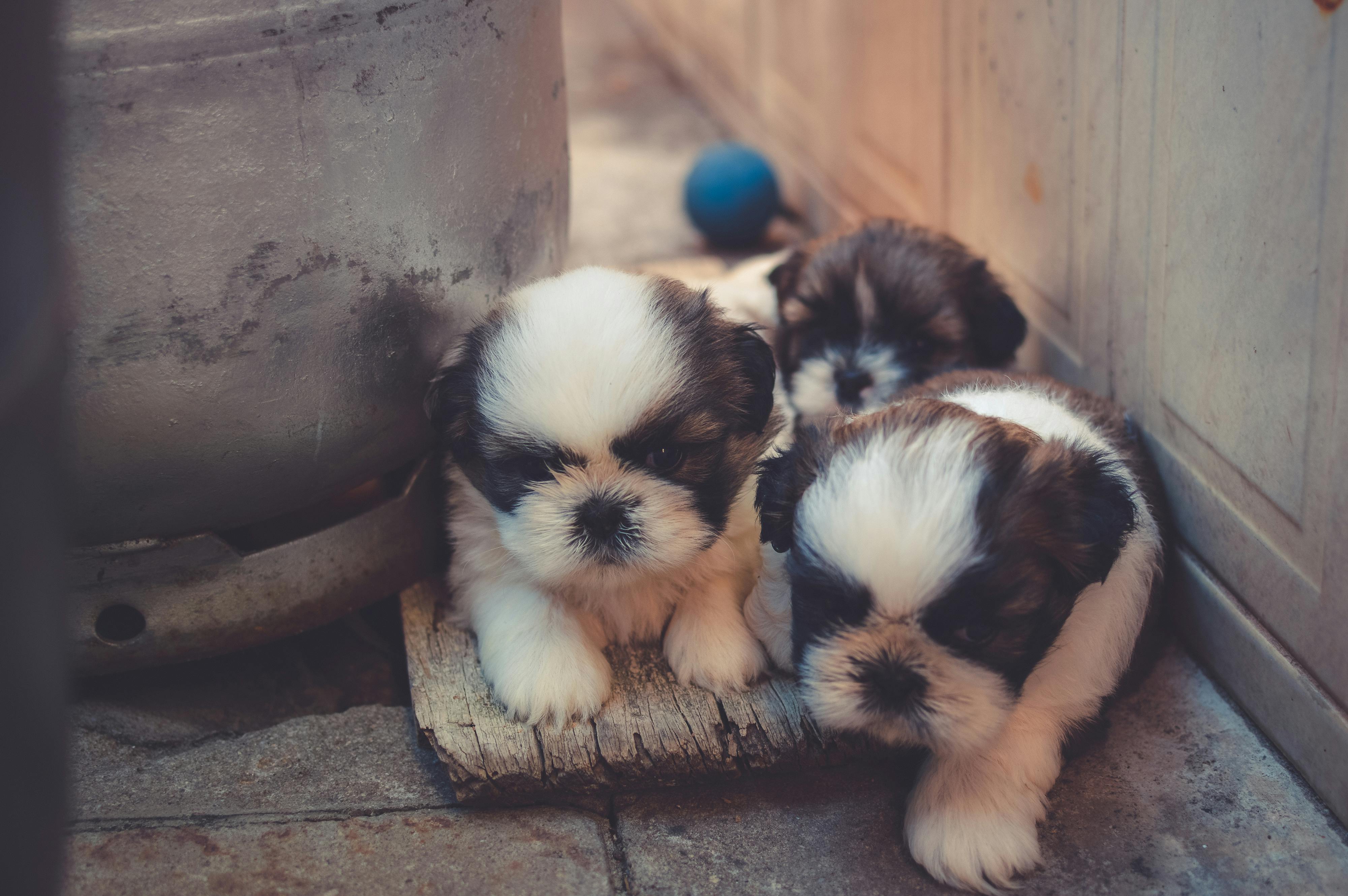 5 Things To Consider When Choosing A Dog For Your Family