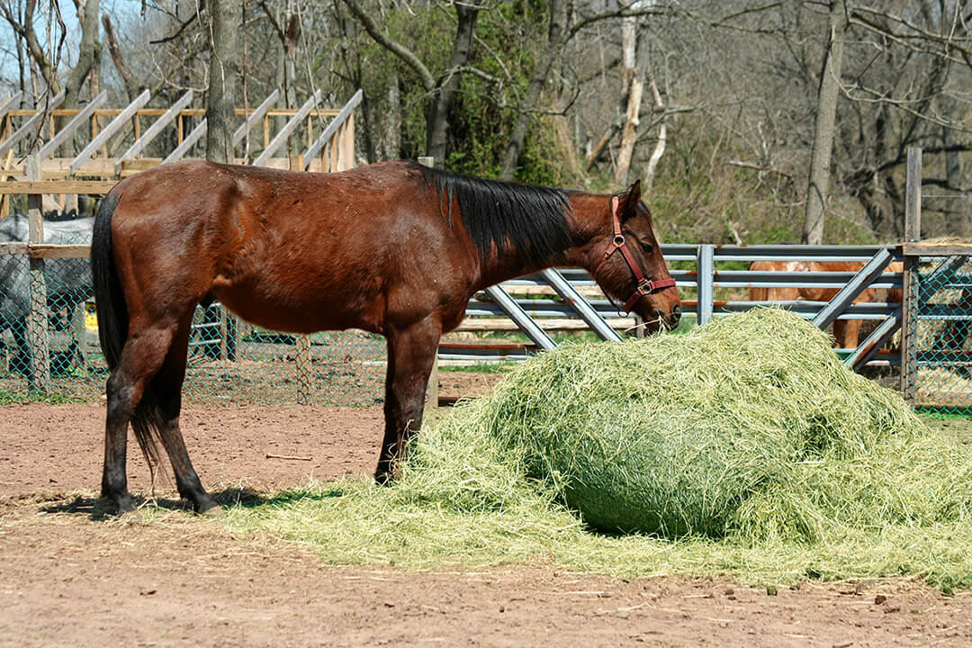Complete Overview: Alfalfa Hay For Horses
