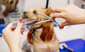 Find Pet Groomers For A Healthy And Happy Pet