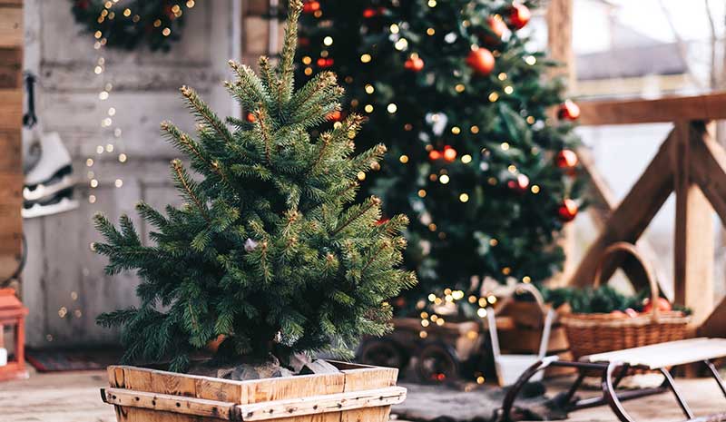 Fresh Christmas Trees In Sunshine Coast: Bring Holiday Magic Home
