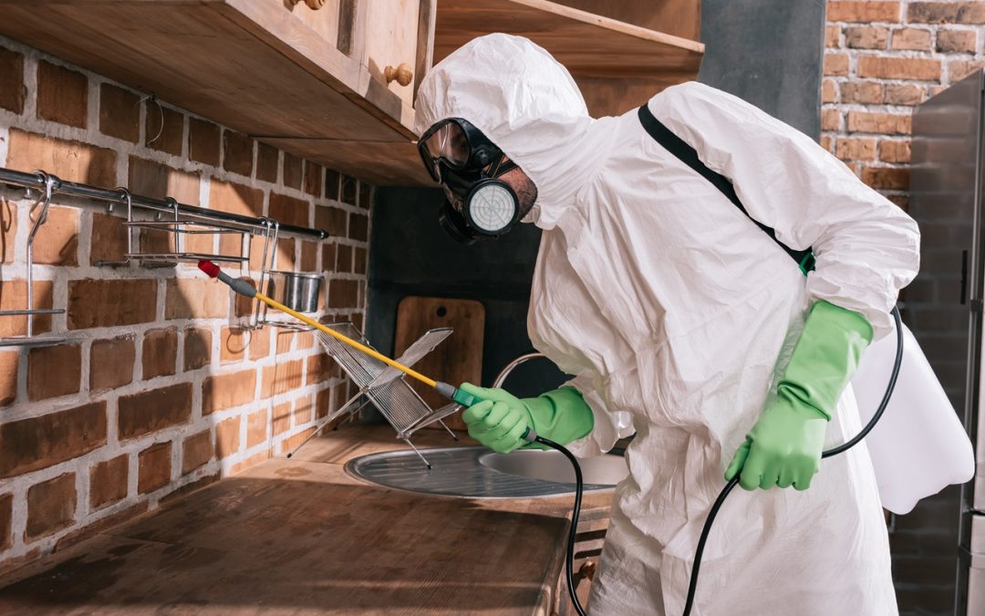 Eco-Friendly Termite Services: Sustainable Solutions To Protect Your Home