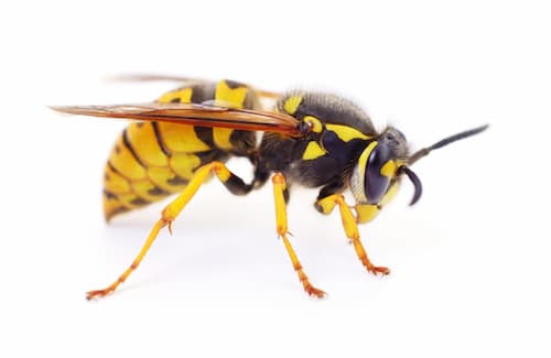 Don't Get Stung: The Dangers Of DIY Wasp Removal In Scarborough