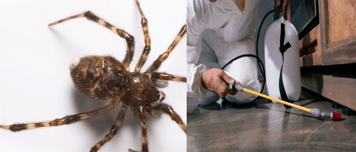 Whispers In The Web: The Untold Stories Behind Spider Pest Control In Australia