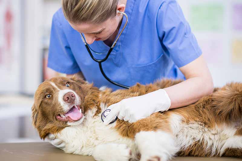 Veterinary Care Made Simple For Every Pet Owner