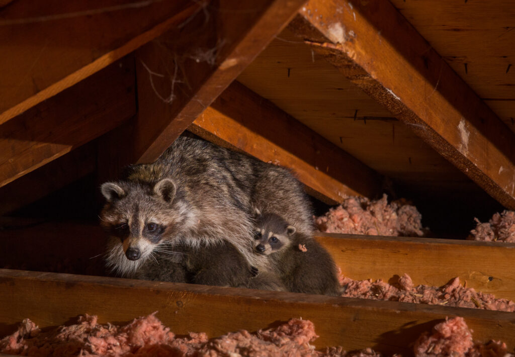 Is Your Attic Attracting Pests? What Homeowners Should Check Before Winter