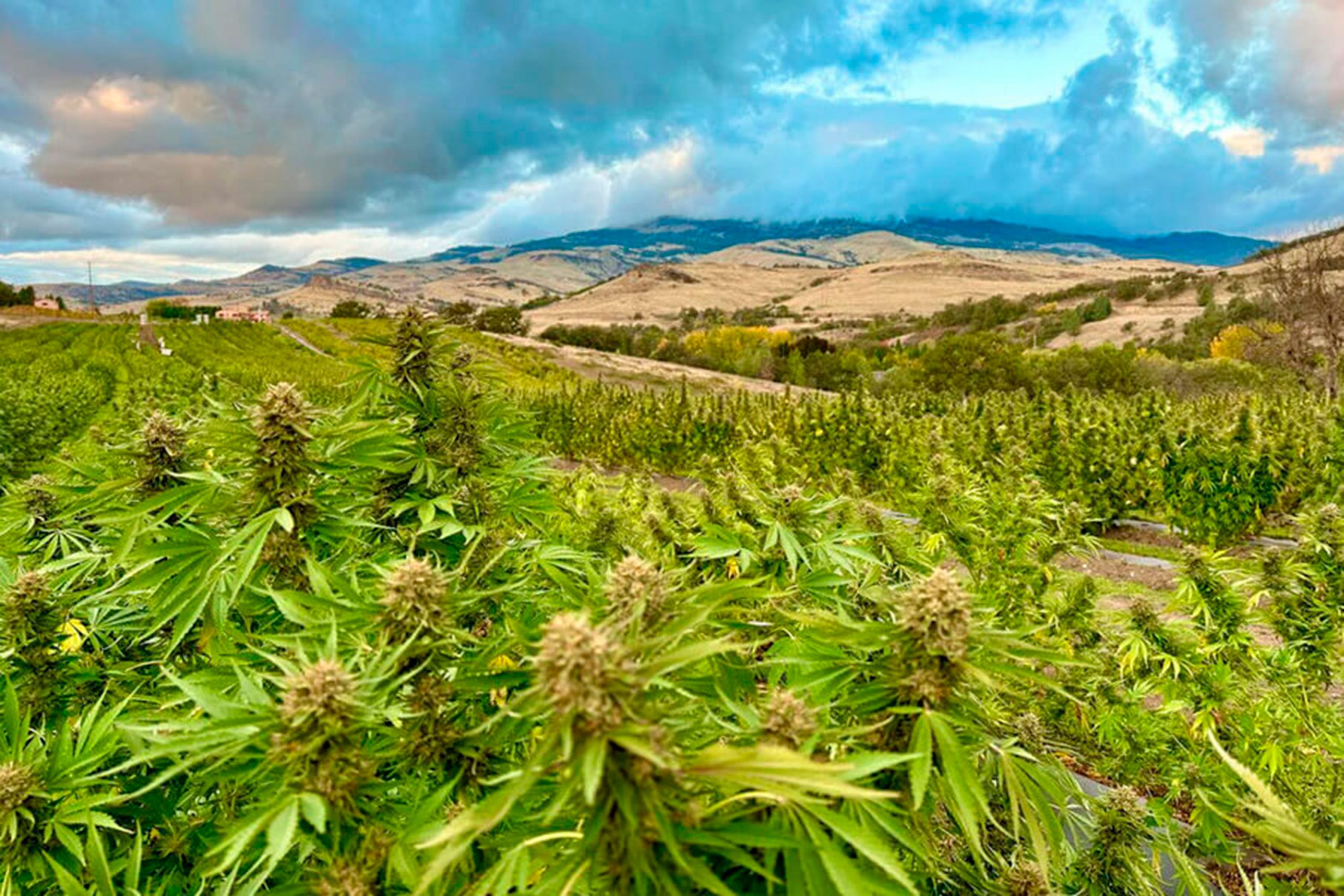 Exotic CBD Flower Pounds: What Makes Them Different — And Why Buyers Are Paying Attention