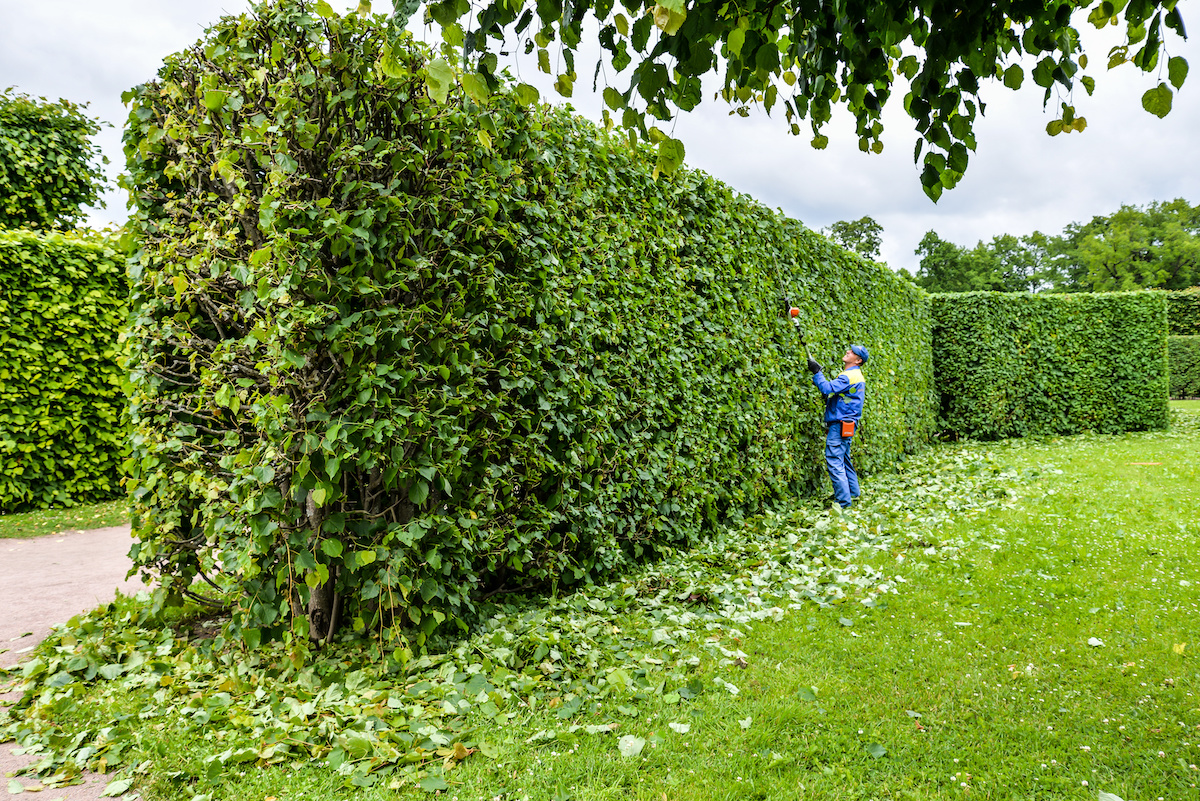 The Complete Guide To Hedge Trimming In Tauranga’s Coastal Climate