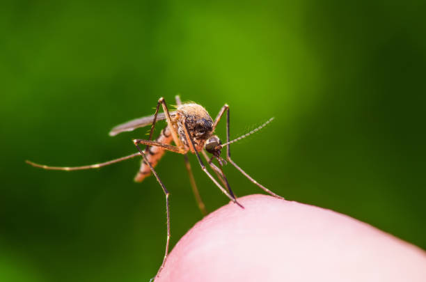 Seasonal Pest Patterns Homeowners Should Prepare For Each Year