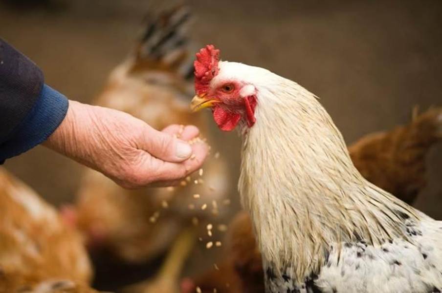 Where To Find Feed Grain For Sale And What To Consider When Choosing The Right Option
